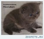 Экзотическая кошечка