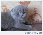 Вислоухие  котята