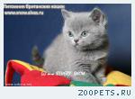 Покупая британского котенка