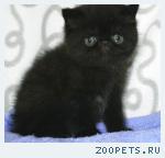 Экзотический котик