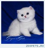 Британские котята серебристая шиншилла шоу класса