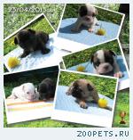 продам щенков французского бульдога