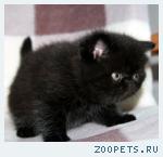 Магический Агат