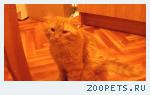 Найден Крупный Рыжий Полосатый Длинношерстный Котик в Троицке 