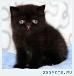 Экзотический котик чёрный