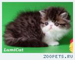 Породистые персидские и экзотические котята.