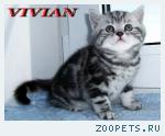 Британские мраморные котята из питомника VIVIAN.