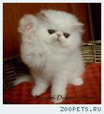 Белоснежная персидская кошечка-гордость вашего дома