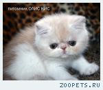 Экзотические котята. Питомник ОЛИС КИС.