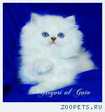 Британские длинношерстные котята серебристая шиншилла шоу класса