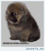 Продаются щенки немецкого шпица!