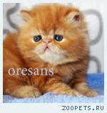 Персидские котят из питомника Oresans