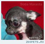   Чихуахуа, стильный мальчик, недорого                         