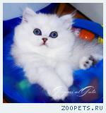 Британские длинношерстные котята серебристая шиншилла шоу класса