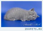Британский котёнок