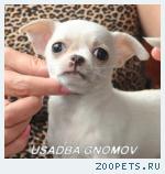 Чихуахуа щенки