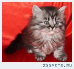 Шотландские прямоухие котята и Хайленд