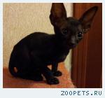 Корниш-рекс котята