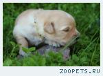Щенки золотистого (голден) ретривера