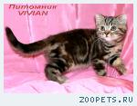 Британские мраморные котята из питомника VIVIAN.
