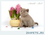 Лиловые британские котята.