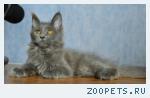 мейн-кун котята от Европейского чемпиона.