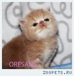 Персидский котик кремовый Johnny Donut