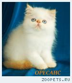 Персидский котик Charmnig David