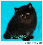 Персидский котик чёрный Black Pearls
