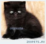 Экзотический котик чёрный Filippok