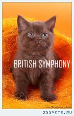 Британские котята из питомника "British Symphony".