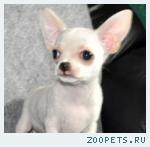 Чихуахуа щенки