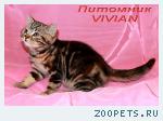 Британские мраморные котята из питомника VIVIAN.