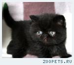 Экзотический котик Амур