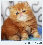 Кусочек солнышка в Ваш дом