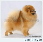 Шпиц померанский миниатюрный щенки