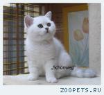 Британские котята
