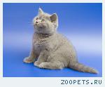 Британский котёнок 