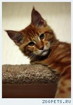 Котята мейн кун