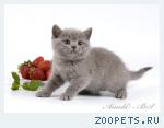 Британские котята голубые и лиловые. 