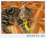Золотой шотландский мраморный котенок