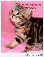 Британские мраморные котята из питомника VIVIAN.