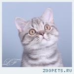 Шотландские вислоухие и страйт котята