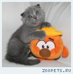 Шотландские вислоухие и прямоухие котята