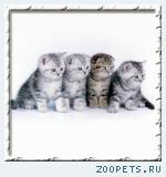 Британские и шотландские вислоухие котята