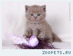 Шикарные британские котята