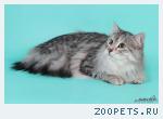 Сибирские котята с клубными документами