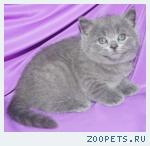 Шотландские вислоухие и прямоухие котята