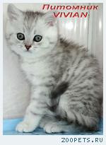 Британские котята вискас из питомника VIVIAN.