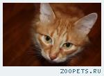 Пропал рыжий кот